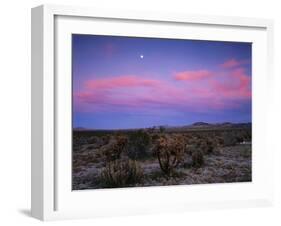 Teddy Bear Cholla Cactus, Anza-Borrego Desert State Park, California, USA-Adam Jones-Framed Premium Photographic Print