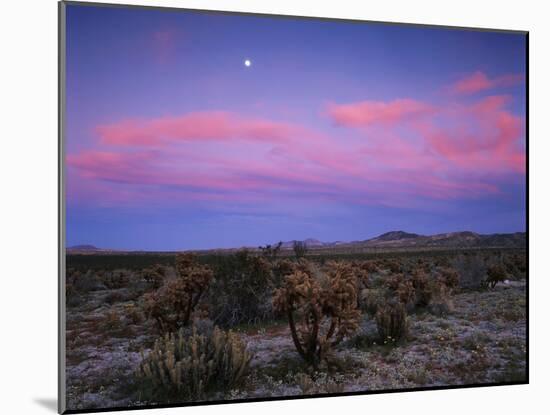Teddy Bear Cholla Cactus, Anza-Borrego Desert State Park, California, USA-Adam Jones-Mounted Premium Photographic Print