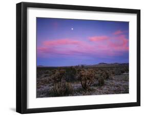 Teddy Bear Cholla Cactus, Anza-Borrego Desert State Park, California, USA-Adam Jones-Framed Photographic Print