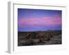 Teddy Bear Cholla Cactus, Anza-Borrego Desert State Park, California, USA-Adam Jones-Framed Photographic Print