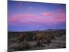 Teddy Bear Cholla Cactus, Anza-Borrego Desert State Park, California, USA-Adam Jones-Mounted Photographic Print