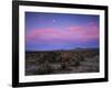 Teddy Bear Cholla Cactus, Anza-Borrego Desert State Park, California, USA-Adam Jones-Framed Photographic Print