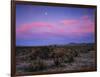 Teddy Bear Cholla Cactus, Anza-Borrego Desert State Park, California, USA-Adam Jones-Framed Photographic Print