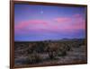 Teddy Bear Cholla Cactus, Anza-Borrego Desert State Park, California, USA-Adam Jones-Framed Photographic Print