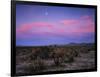 Teddy Bear Cholla Cactus, Anza-Borrego Desert State Park, California, USA-Adam Jones-Framed Photographic Print