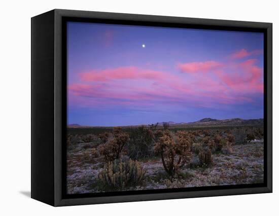 Teddy Bear Cholla Cactus, Anza-Borrego Desert State Park, California, USA-Adam Jones-Framed Stretched Canvas