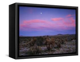 Teddy Bear Cholla Cactus, Anza-Borrego Desert State Park, California, USA-Adam Jones-Framed Stretched Canvas