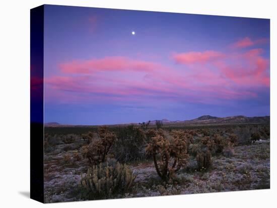 Teddy Bear Cholla Cactus, Anza-Borrego Desert State Park, California, USA-Adam Jones-Stretched Canvas