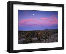 Teddy Bear Cholla Cactus, Anza-Borrego Desert State Park, California, USA-Adam Jones-Framed Photographic Print