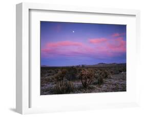 Teddy Bear Cholla Cactus, Anza-Borrego Desert State Park, California, USA-Adam Jones-Framed Photographic Print