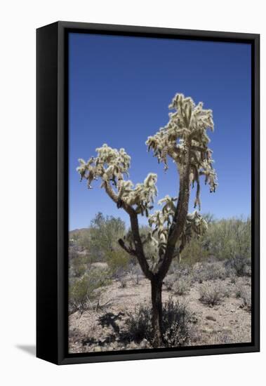 Teddy Bear Cholla Cactus (Cylindropuntia Bigelovil)-Richard Maschmeyer-Framed Stretched Canvas