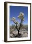 Teddy Bear Cholla Cactus (Cylindropuntia Bigelovil)-Richard Maschmeyer-Framed Photographic Print