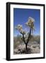 Teddy Bear Cholla Cactus (Cylindropuntia Bigelovil)-Richard Maschmeyer-Framed Photographic Print