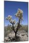 Teddy Bear Cholla Cactus (Cylindropuntia Bigelovil)-Richard Maschmeyer-Mounted Photographic Print