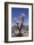 Teddy Bear Cholla Cactus (Cylindropuntia Bigelovil)-Richard Maschmeyer-Framed Photographic Print