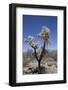 Teddy Bear Cholla Cactus (Cylindropuntia Bigelovil)-Richard Maschmeyer-Framed Photographic Print