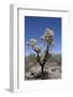 Teddy Bear Cholla Cactus (Cylindropuntia Bigelovil)-Richard Maschmeyer-Framed Photographic Print