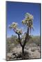 Teddy Bear Cholla Cactus (Cylindropuntia Bigelovil)-Richard Maschmeyer-Mounted Photographic Print