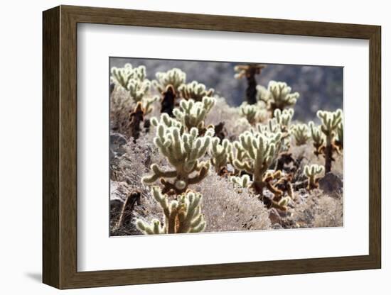 Teddy Bear Cholla Grouping-randimal-Framed Photographic Print