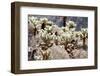 Teddy Bear Cholla Grouping-randimal-Framed Photographic Print