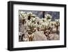 Teddy Bear Cholla Grouping-randimal-Framed Photographic Print