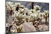 Teddy Bear Cholla Grouping-randimal-Mounted Photographic Print