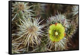 Teddy-Bear Cholla in Bloom, Anza-Borrego Desert State Park, California, Usa-John Barger-Framed Stretched Canvas