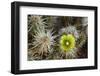 Teddy-Bear Cholla in Bloom, Anza-Borrego Desert State Park, California, Usa-John Barger-Framed Photographic Print