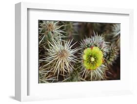 Teddy-Bear Cholla in Bloom, Anza-Borrego Desert State Park, California, Usa-John Barger-Framed Photographic Print