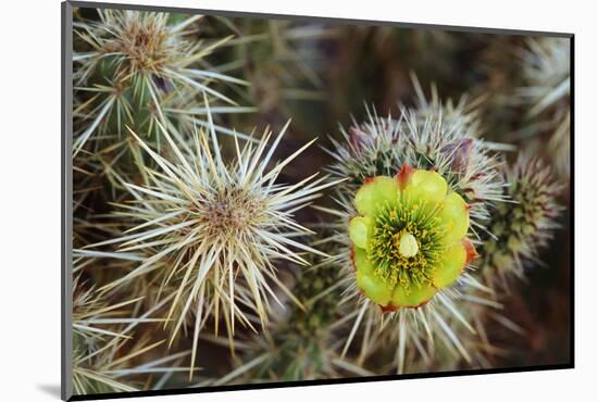 Teddy-Bear Cholla in Bloom, Anza-Borrego Desert State Park, California, Usa-John Barger-Mounted Photographic Print