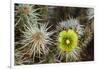 Teddy-Bear Cholla in Bloom, Anza-Borrego Desert State Park, California, Usa-John Barger-Framed Photographic Print