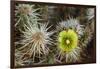 Teddy-Bear Cholla in Bloom, Anza-Borrego Desert State Park, California, Usa-John Barger-Framed Photographic Print