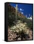 Teddy Bear Cholla (Opuntia Bigelovii), and Saguaro Cacti, Tonto National Monument, Arizona, USA-Ruth Tomlinson-Framed Stretched Canvas