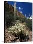 Teddy Bear Cholla (Opuntia Bigelovii), and Saguaro Cacti, Tonto National Monument, Arizona, USA-Ruth Tomlinson-Stretched Canvas