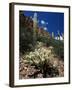 Teddy Bear Cholla (Opuntia Bigelovii), and Saguaro Cacti, Tonto National Monument, Arizona, USA-Ruth Tomlinson-Framed Photographic Print