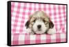 Teddy Bear Dog Puppy (8 Weeks Old)-null-Framed Stretched Canvas