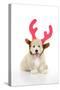 Teddy Bear Dog Wearing Christmas Antlers-null-Stretched Canvas