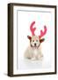 Teddy Bear Dog Wearing Christmas Antlers-null-Framed Photographic Print