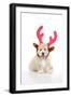 Teddy Bear Dog Wearing Christmas Antlers-null-Framed Photographic Print