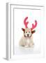 Teddy Bear Dog Wearing Christmas Antlers-null-Framed Photographic Print