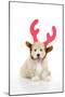 Teddy Bear Dog Wearing Christmas Antlers-null-Mounted Photographic Print