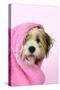 Teddy Bear Dog Wet, Wrapped in a Towel-null-Stretched Canvas