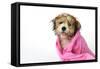 Teddy Bear Dog (Wet) Wrapped in a Towel-null-Framed Stretched Canvas