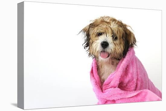 Teddy Bear Dog (Wet) Wrapped in a Towel-null-Stretched Canvas