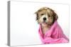 Teddy Bear Dog (Wet) Wrapped in a Towel-null-Stretched Canvas