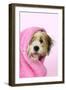 Teddy Bear Dog Wet, Wrapped in a Towel-null-Framed Photographic Print