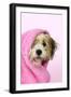 Teddy Bear Dog Wet, Wrapped in a Towel-null-Framed Photographic Print