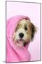 Teddy Bear Dog Wet, Wrapped in a Towel-null-Mounted Photographic Print