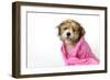 Teddy Bear Dog (Wet) Wrapped in a Towel-null-Framed Photographic Print