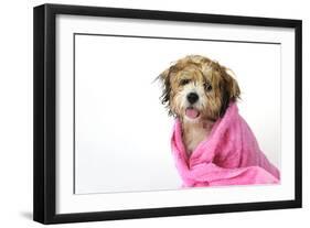 Teddy Bear Dog (Wet) Wrapped in a Towel-null-Framed Photographic Print